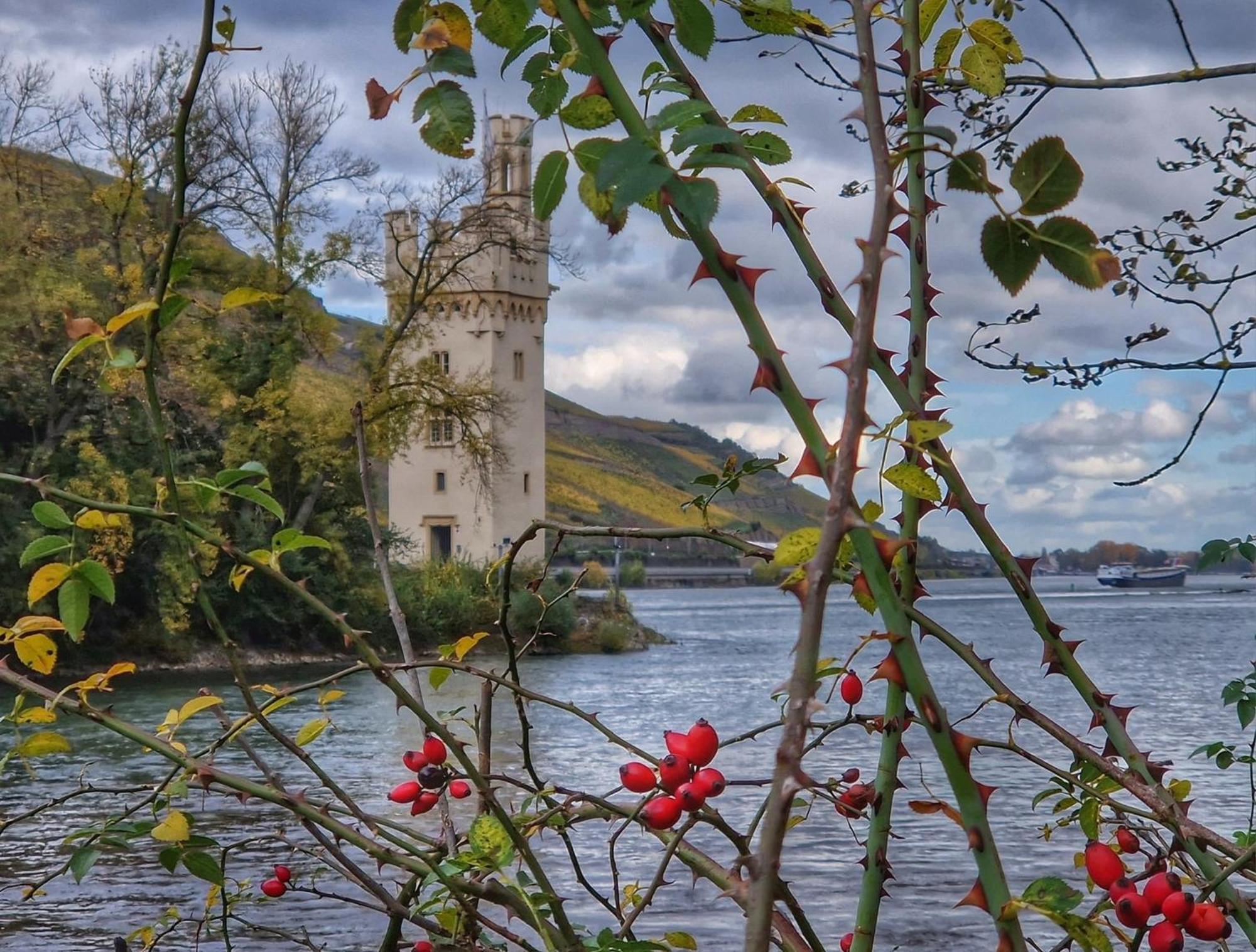Ferienwohnung Rheinblick Bingen am Rhein Exteriör bild